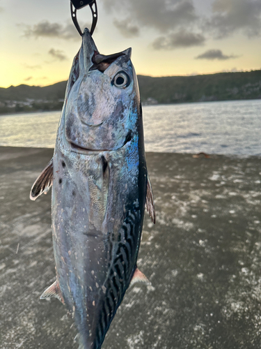 スマガツオの釣果