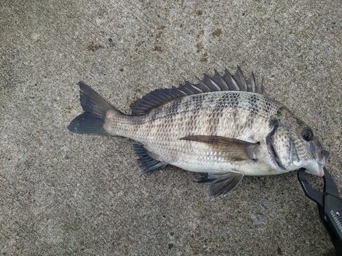 クロダイの釣果