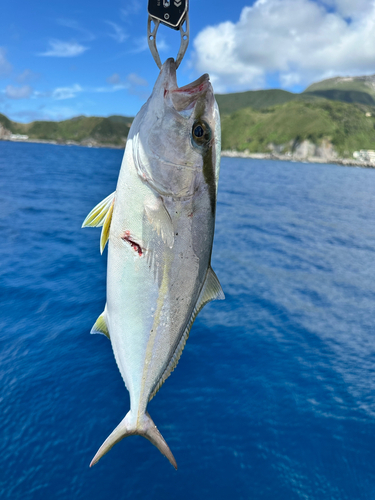 カンパチの釣果