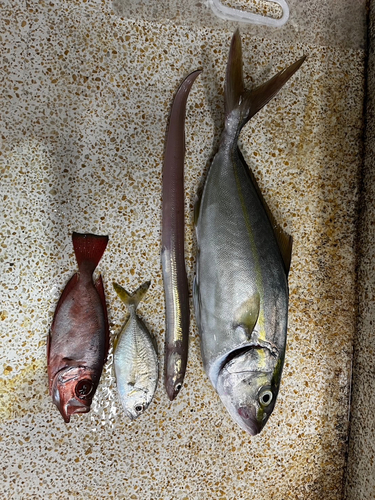 アナゴの釣果