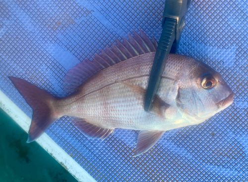 マダイの釣果