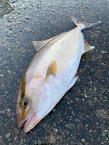 シオの釣果