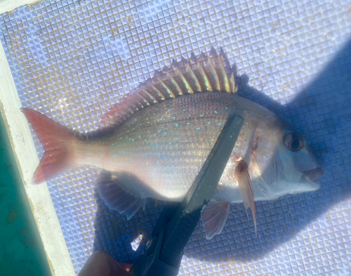 マダイの釣果