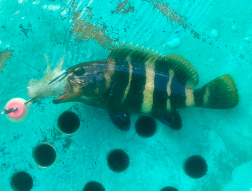 マハタの釣果