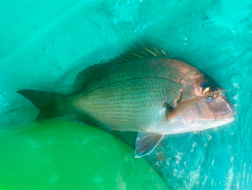 マダイの釣果