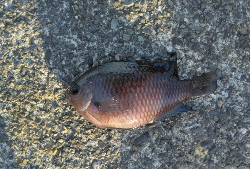 スズメダイの釣果