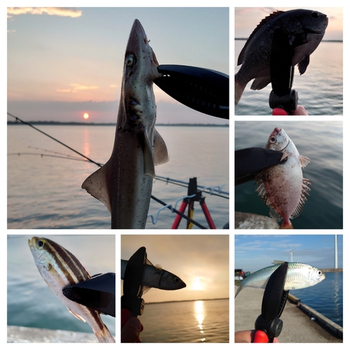 サバの釣果