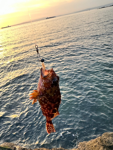 カサゴの釣果