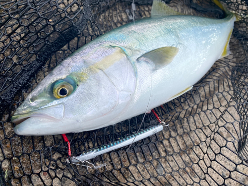 ブリの釣果