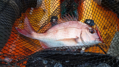 マダイの釣果