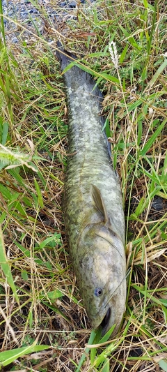 ナマズの釣果