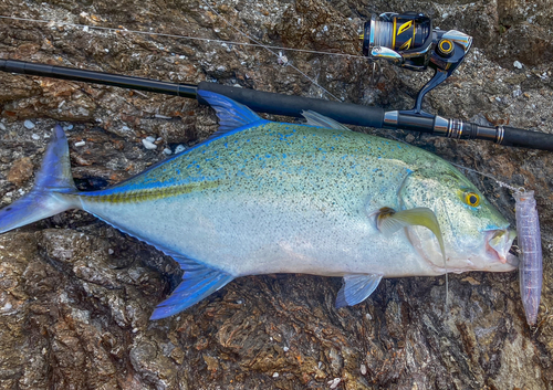 カスミアジの釣果