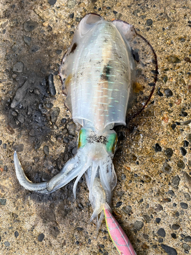 アオリイカの釣果