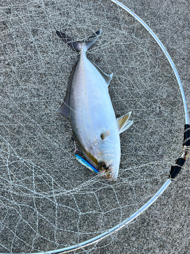 カンパチの釣果