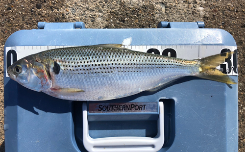 コノシロの釣果