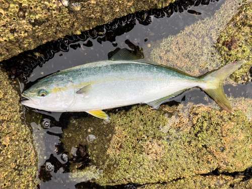 ショッコの釣果