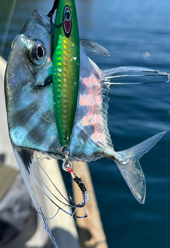 イトヒキアジの釣果