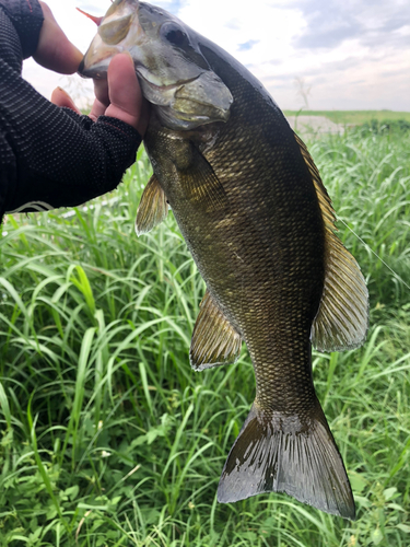 スモールマウスバスの釣果