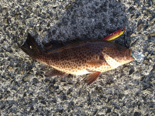 オオモンハタの釣果