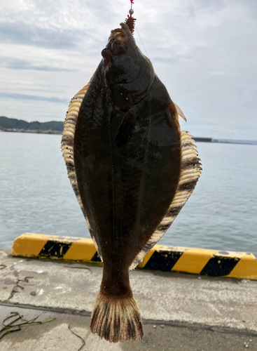 カレイの釣果