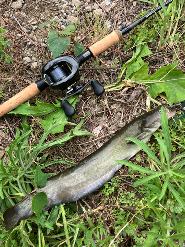 ナマズの釣果