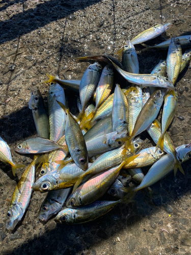 アジの釣果