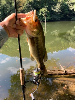 ラージマウスバスの釣果