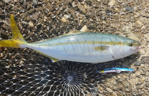 ツバスの釣果