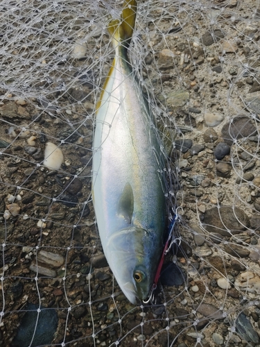 ツバスの釣果