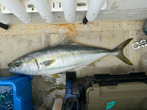 ブリの釣果