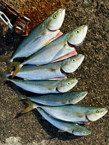 ハマチの釣果