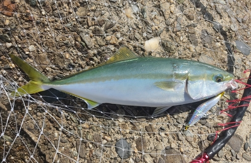 ツバスの釣果