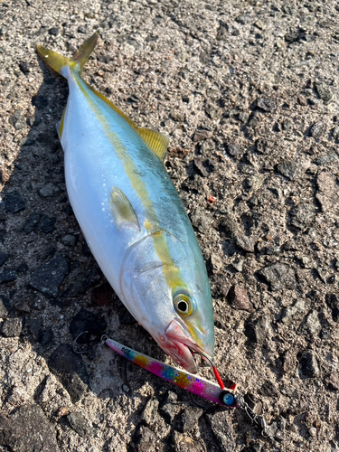 ツバスの釣果