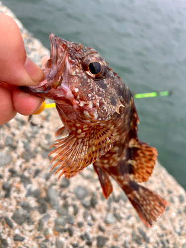 アラカブの釣果