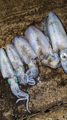 アオリイカの釣果