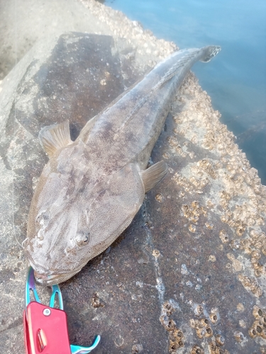 マゴチの釣果