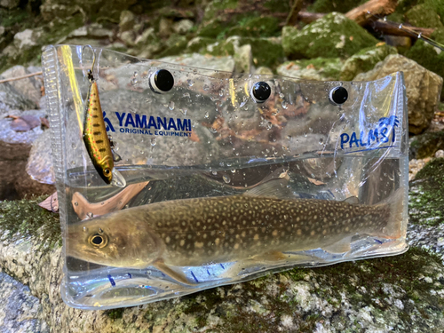 イワナの釣果