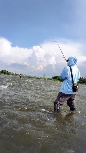 アユの釣果