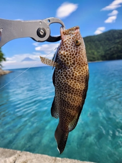 オオモンハタの釣果