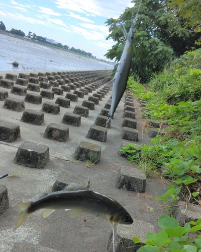 アユの釣果