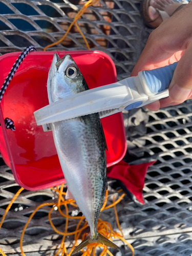 サバの釣果