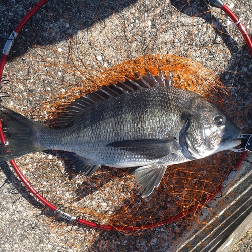 クロダイの釣果