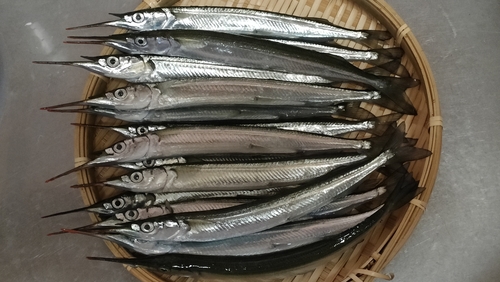 サヨリの釣果