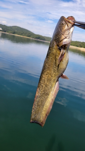 ナマズの釣果