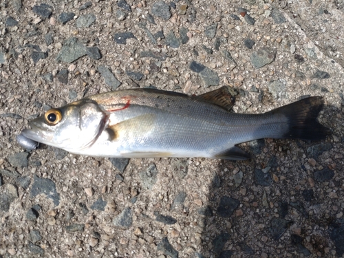 セイゴ（マルスズキ）の釣果