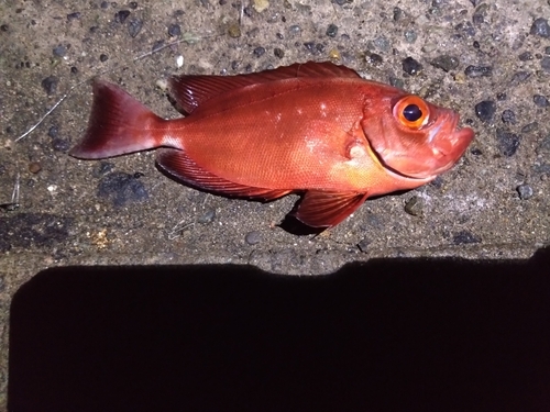 ホウセキキントキの釣果