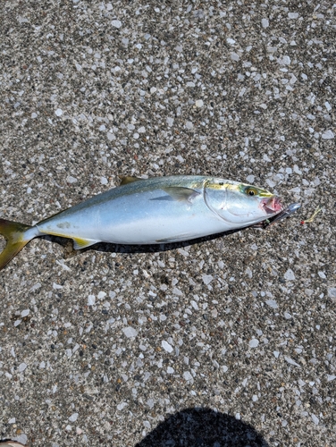 イナダの釣果