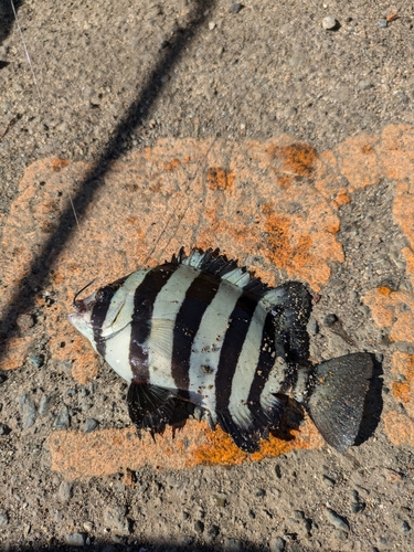 イシダイの釣果