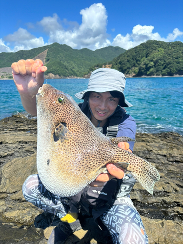 モヨウフグの釣果