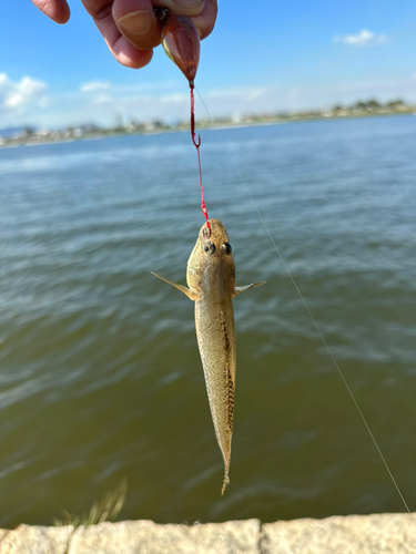 マハゼの釣果